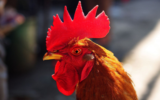 Обои картинки фото животные, куры,  петухи, 2017, гребешок, птица, символ