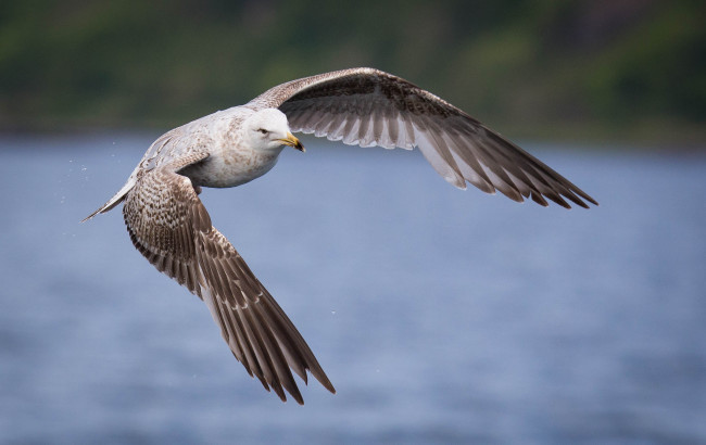 Обои картинки фото животные, Чайки,  бакланы,  крачки, птичка