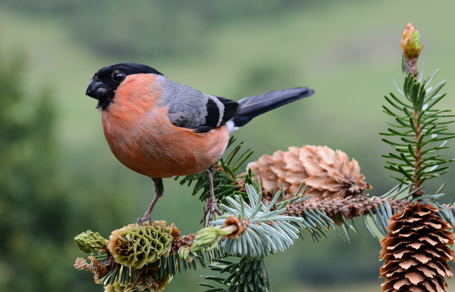 Обои картинки фото животные, снегири, птичка
