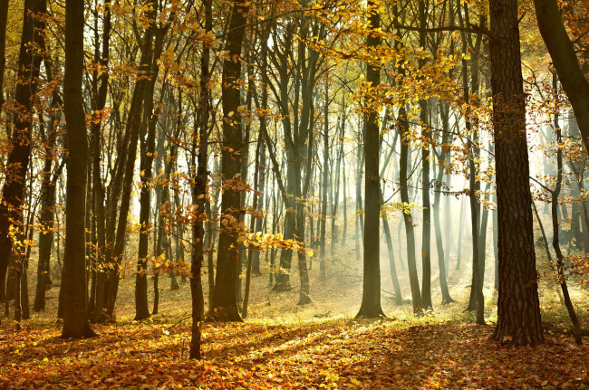 Обои картинки фото природа, лес, деревья