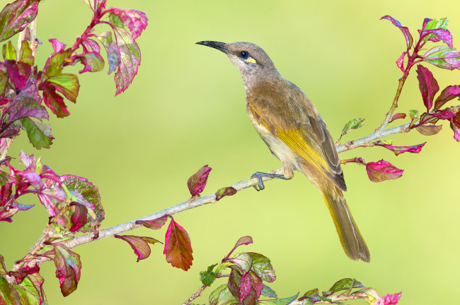 Обои картинки фото животные, птицы, птичка