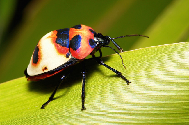 Обои картинки фото животные, насекомые, жук