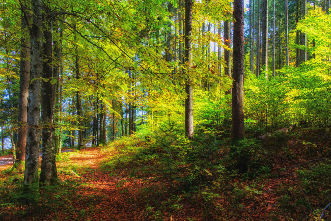 Обои картинки фото природа, дороги, осень, дорога, лес