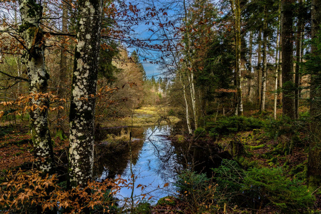 Обои картинки фото природа, лес, деревья