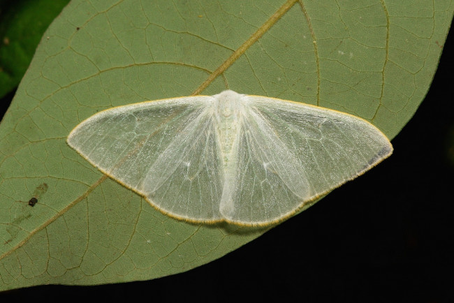 Обои картинки фото животные, бабочки,  мотыльки,  моли, моль, бабочка