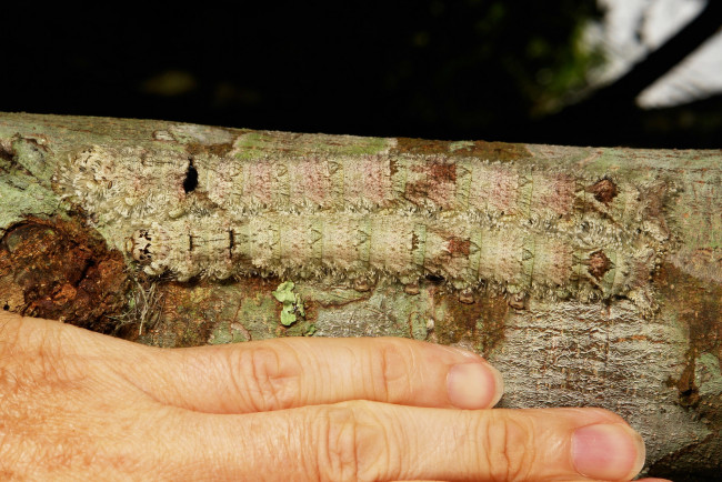 Обои картинки фото животные, гусеницы, большие