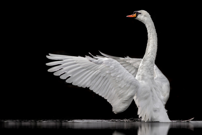 Обои картинки фото животные, лебеди, птичка