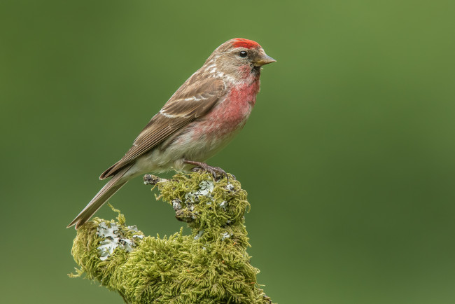 Обои картинки фото животные, птицы, птичка