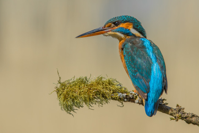 Обои картинки фото животные, зимородки, птичка