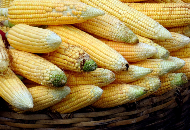 Обои картинки фото еда, кукуруза, початки
