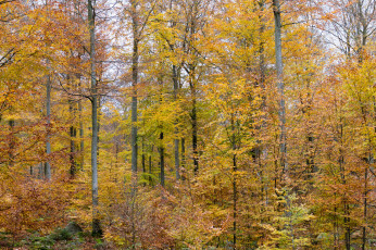 Картинка природа лес простор