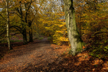 Картинка природа лес простор