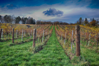 Картинка природа поля простор