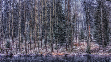 Картинка природа лес простор