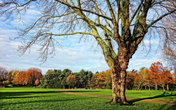 Картинка природа деревья осень