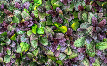 Картинка природа листья текстура