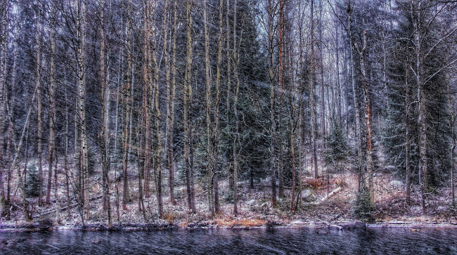 Обои картинки фото природа, лес, простор