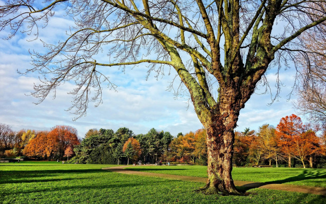 Обои картинки фото природа, деревья, осень