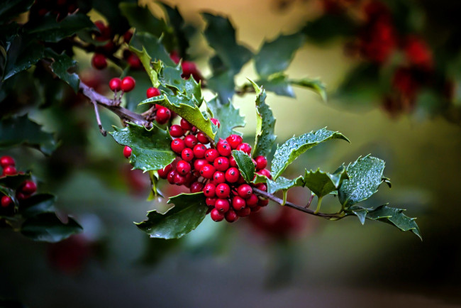 Обои картинки фото омела, природа, Ягоды, mistletoe