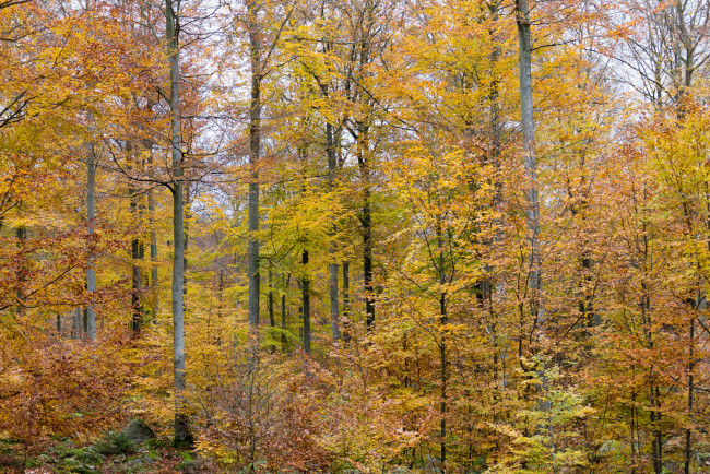 Обои картинки фото природа, лес, простор