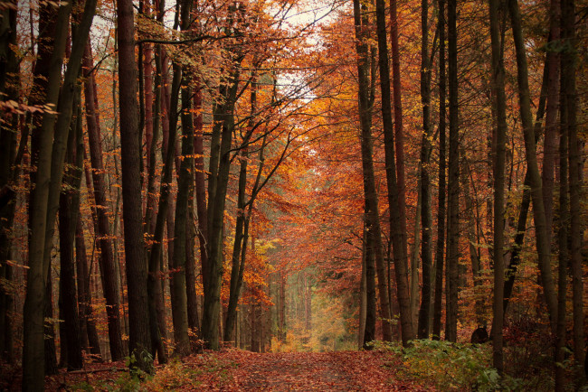 Обои картинки фото природа, парк, простор