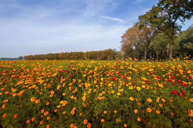 Обои картинки фото природа, поля, простор