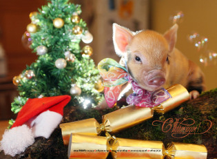 Картинка календари праздники +салюты игрушка елка шапка поросенок