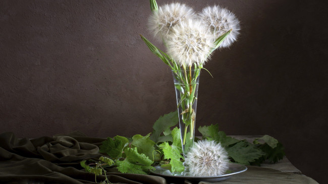 Обои картинки фото цветы, одуванчики, бокал, букетик, пушистый
