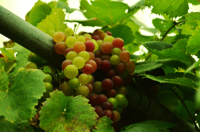 Обои картинки фото природа, ягоды,  виноград