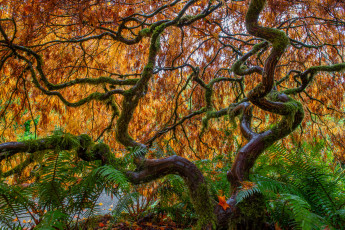 обоя природа, деревья, осень