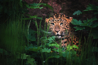 обоя животные, леопарды, малыш