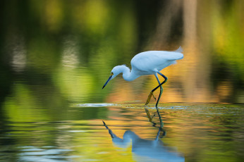 обоя животные, цапли,  выпи, птица