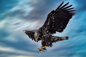 обоя животные, птицы - хищники, птица