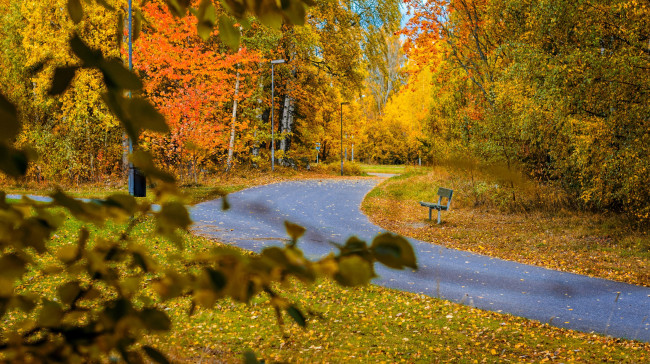 Обои картинки фото природа, дороги, парк, лес, осень, деревья, листья, дорога, скамейка