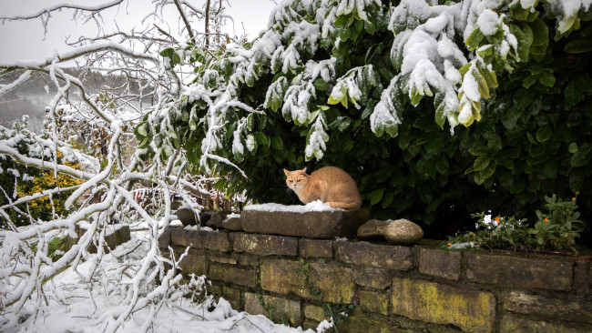 Обои картинки фото животные, коты, кот, забор, снег, деревья, ветки