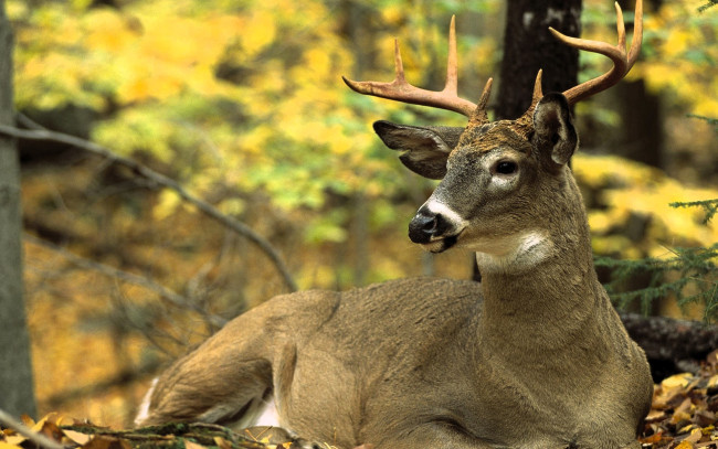 Обои картинки фото животные, олени, олень, рога, лес, осень, листья