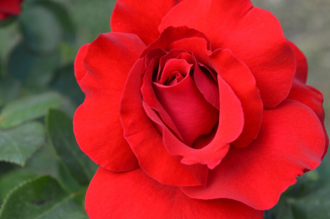 Обои картинки фото цветы, розы, алая, роза, макро