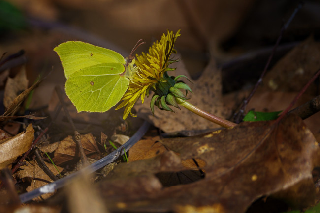 Обои картинки фото животные, бабочки,  мотыльки,  моли, бабочка