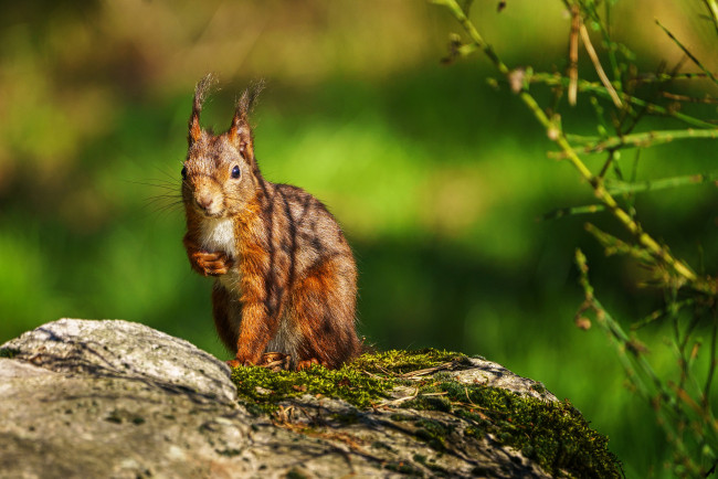 Обои картинки фото животные, белки, белка