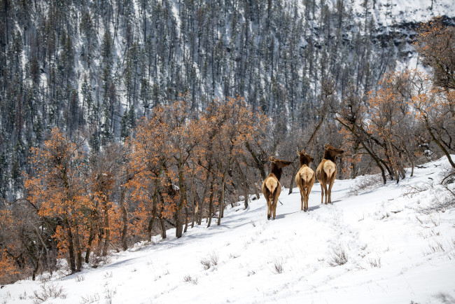 Обои картинки фото животные, олени, зима, снег