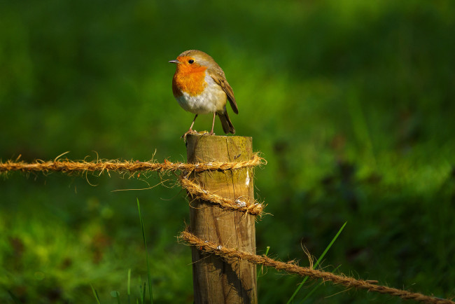 Обои картинки фото животные, синицы,  лазоревки, птица