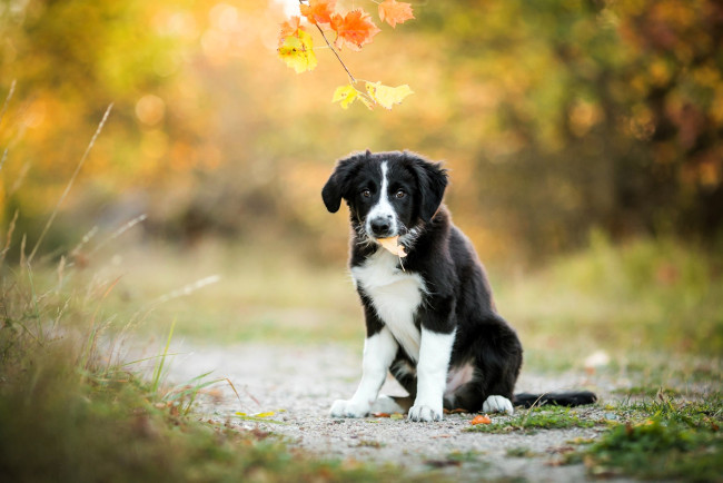 Обои картинки фото животные, собаки, щенок, листья, ветка, трава, осень