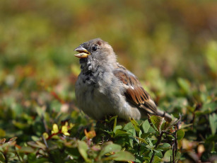 Картинка птичка животные воробьи