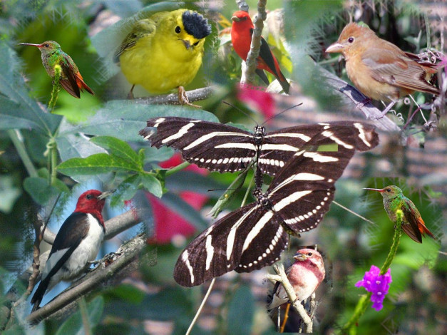 Обои картинки фото природы, нет, плохой, погоды, животные, разные, вместе