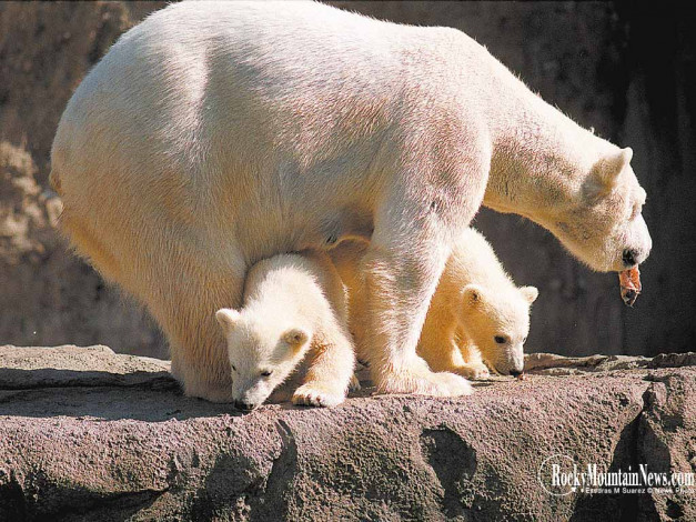 Обои картинки фото животные, медведи