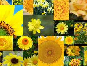 Картинка цветы разные вместе