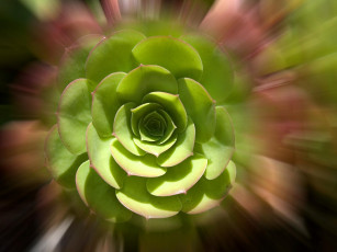 Картинка цветы