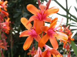 Картинка цветы