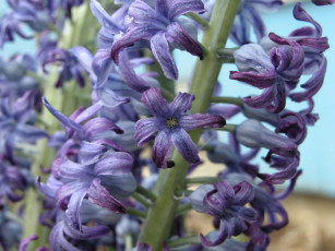 Картинка цветы гиацинты