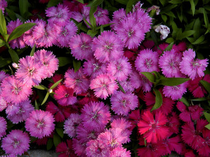 Картинка цветы гвоздики